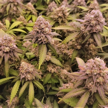 Cookies Cannabis Seeds Feminized
