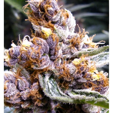Blueberry Cannabis Seeds Feminized