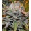 Black Gold Fast Version Cannabis Seeds Feminized