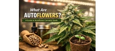 What Are Autoflowers? A Complete Guide to Autoflower Cannabis Seeds