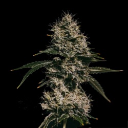 Cookies NTL Autoflower Feminized Seeds