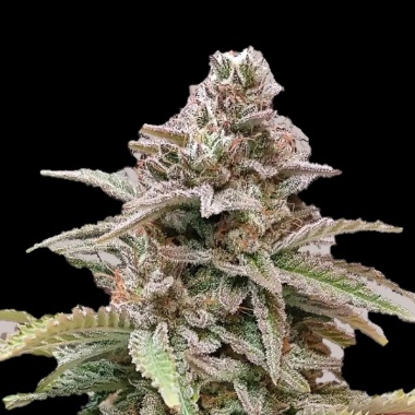 Critical Haze Autoflower Feminized Cannabis Seeds