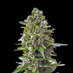 Mandarin Light Autoflower Feminized Cannabis Seeds