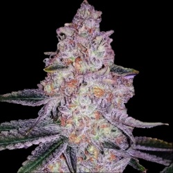 Mandarin Jack Herer Autoflower Feminized Cannabis Seeds