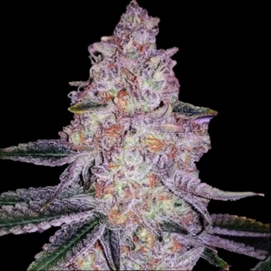 Mandarin Jack Herer Autoflower Feminized Cannabis Seeds