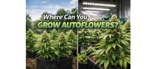 Where Can You Grow Autoflowers? Indoor, Outdoor & Greenhouse Guide