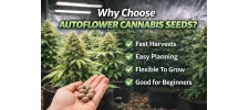 Benefits of Growing Autoflowers | Why Choose Autoflower Cannabis Seeds