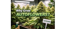 Why Grow Autoflowers? Benefits of Autoflower Cannabis Seeds