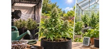 Do Autoflower Seeds Need Special Growing Conditions?
