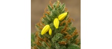 Do Autoflowers Produce Seeds? Learn Why & How