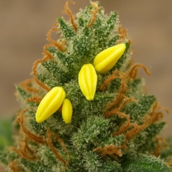 Do Autoflowers Produce Seeds? Learn Why & How