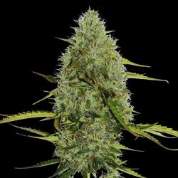 Moby Dick OG Autoflower Feminized Cannabis Seeds