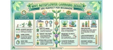 Why Autoflower Cannabis Seeds Are Perfect for Beginners
