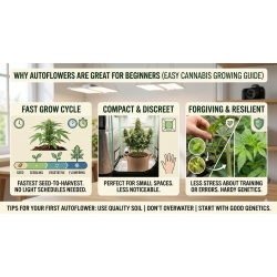 Why Autoflowers Are Great for Beginners (Easy Cannabis Growing Guide)