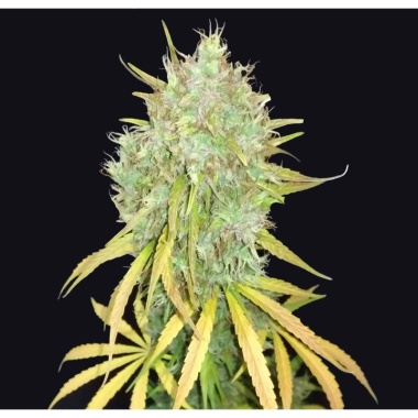 24K Gold Autoflower Cannabis Seeds Feminized