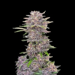 Banana Punch Autoflower Cannabis Seeds Feminized