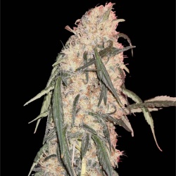 Banana Sherbet Autoflower Cannabis Seeds Feminized