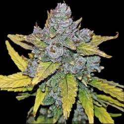 Blue Dream Autoflower Cannabis Seeds Feminized