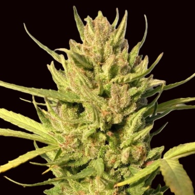 CBD Maverick Autoflower Cannabis Seeds Feminized