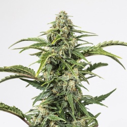 CBD Spectrum Autoflower Cannabis Seeds Feminized