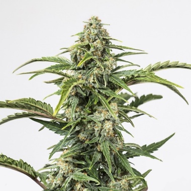 CBD Spectrum Autoflower Cannabis Seeds Feminized
