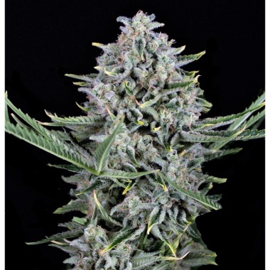 Cookies Autoflower Cannabis Seeds Feminized