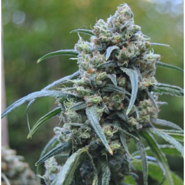 Cinderella 99 Autoflower Cannabis Seeds Feminized