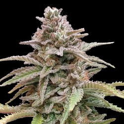 Critical Cookies Autoflower Cannabis Seeds Feminized