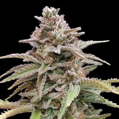 Critical Cookies Autoflower Cannabis Seeds Feminized