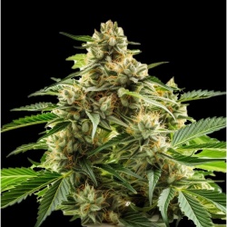 Critical OG Autoflower Cannabis Seeds Feminized