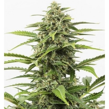 Critical x Northern Lights Autoflower Cannabis Seeds Feminized