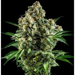 Devil XXL Autoflower Cannabis Seeds Feminized