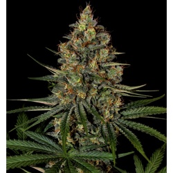 Diesel Autoflower Cannabis Seeds Feminized