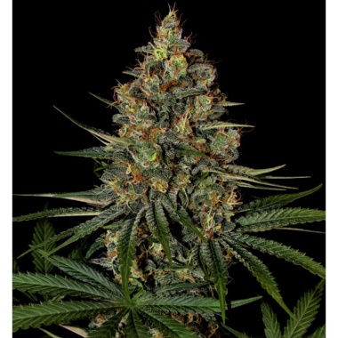 Diesel Autoflower Cannabis Seeds Feminized