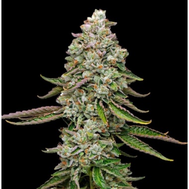 Donny Burger Autoflower Cannabis Seeds Feminized