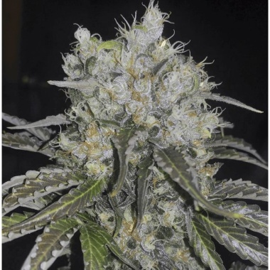 Double Cookies Autoflower Cannabis Seeds Feminized