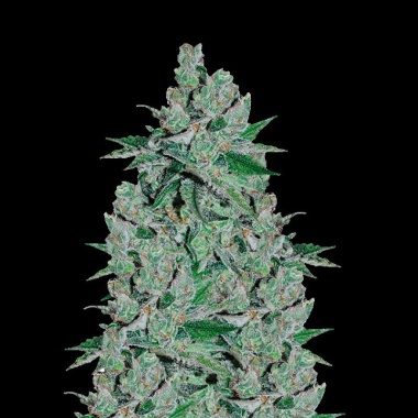 Double Jack Autoflower Cannabis Seeds Feminized