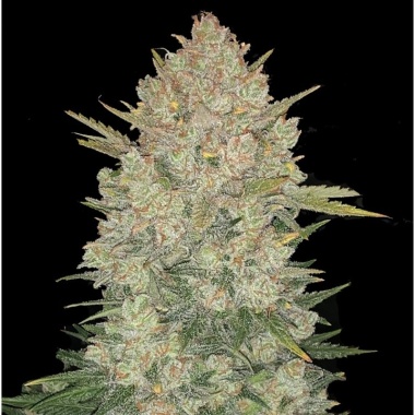 Double OG Kush Autoflower Cannabis Seeds Feminized