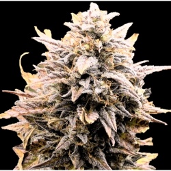 Fat Bastard Autoflower Cannabis Seeds Feminized