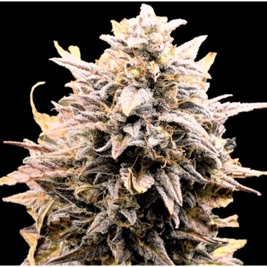 Fat Bastard Autoflower Cannabis Seeds Feminized