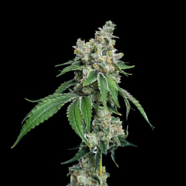 Gas Face Autoflower Cannabis Seeds Feminized