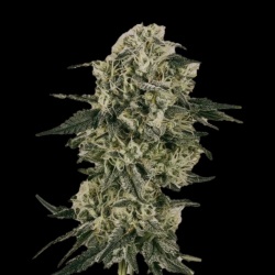 Gold Leaf Autoflower Cannabis Seeds Feminized