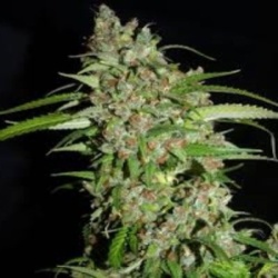 Hazy Daze Autoflower Cannabis Seeds Feminized