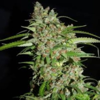 Hazy Daze Autoflower Cannabis Seeds Feminized
