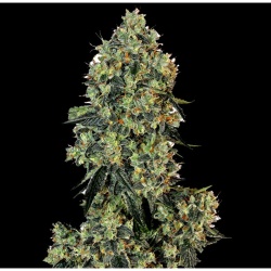 Jack's Critical Autoflower Cannabis Seeds Feminized