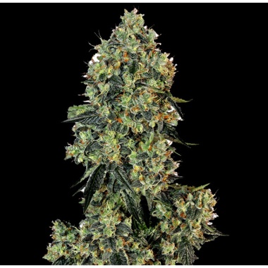 Jack's Critical Autoflower Cannabis Seeds Feminized