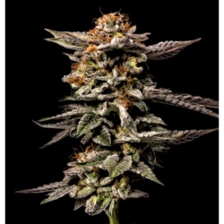 LA Kush Cake Autoflower Cannabis Seeds Feminized
