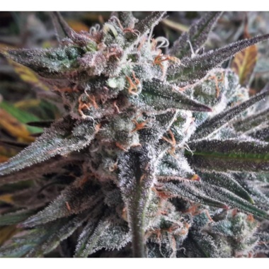 Lamb's Breath Autoflower Cannabis Seeds Feminized
