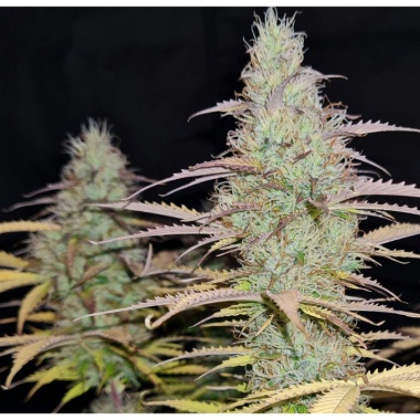 Lemon Haze Autoflower Cannabis Seeds Feminized