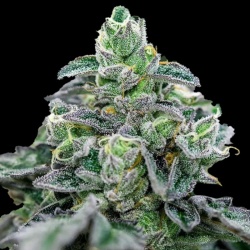 Mandarin Cookies Autoflower Cannabis Seeds Feminized